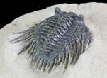 Spiny Leonaspis Trilobite - Morocco #64416-1